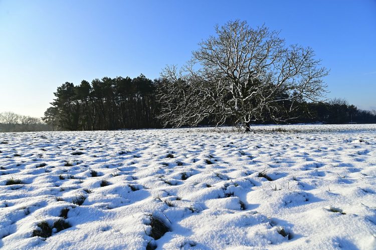 Arbre Saisons Journée Météo Nuit d'été Hiver Printemps Neige Givre