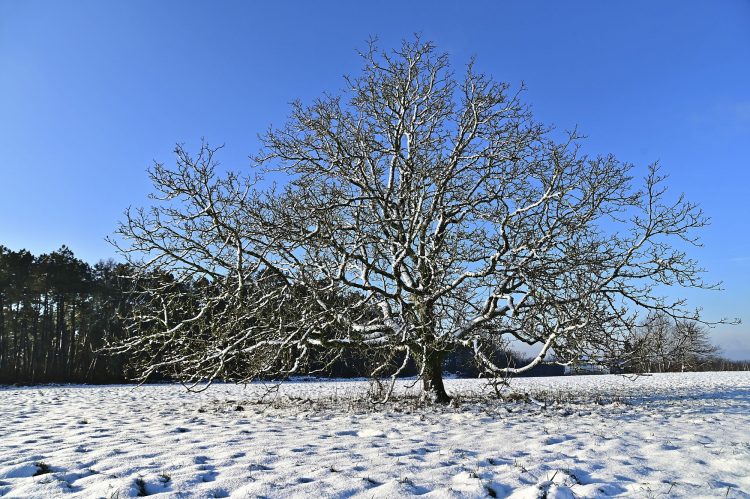 Arbre Saisons Journée Météo Nuit d'été Hiver Printemps Neige Givre