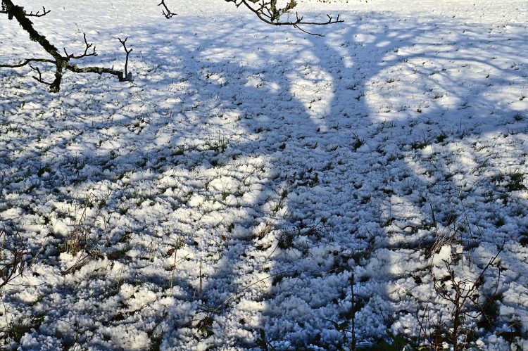 Arbre Saisons Journée Météo Nuit d'été Hiver Printemps Neige Givre