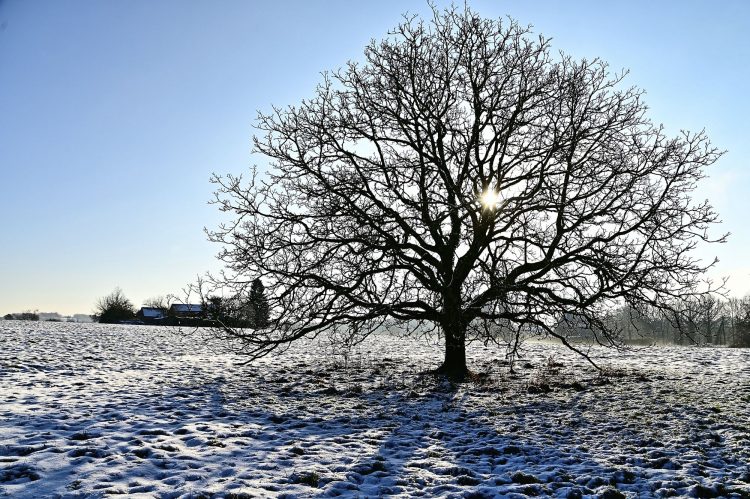 Arbre Saisons Journée Météo Nuit d'été Hiver Printemps Neige Givre
