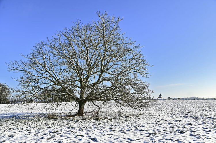 Arbre Saisons Journée Météo Nuit d'été Hiver Printemps Neige Givre