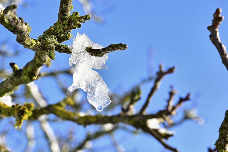 Arbre Saisons Journée Météo Nuit d'été Hiver Printemps Neige Givre