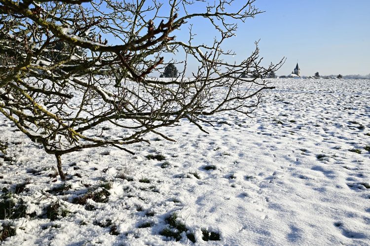 Arbre Saisons Journée Météo Nuit d'été Hiver Printemps Neige Givre