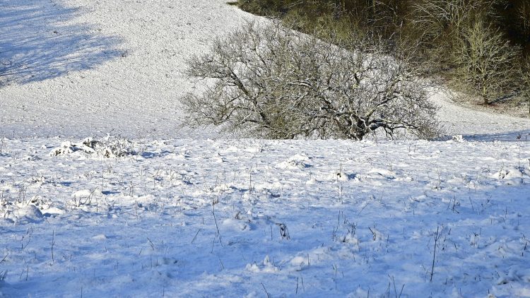 Arbre Saisons Journée Météo Nuit d'été Hiver Printemps Neige Givre