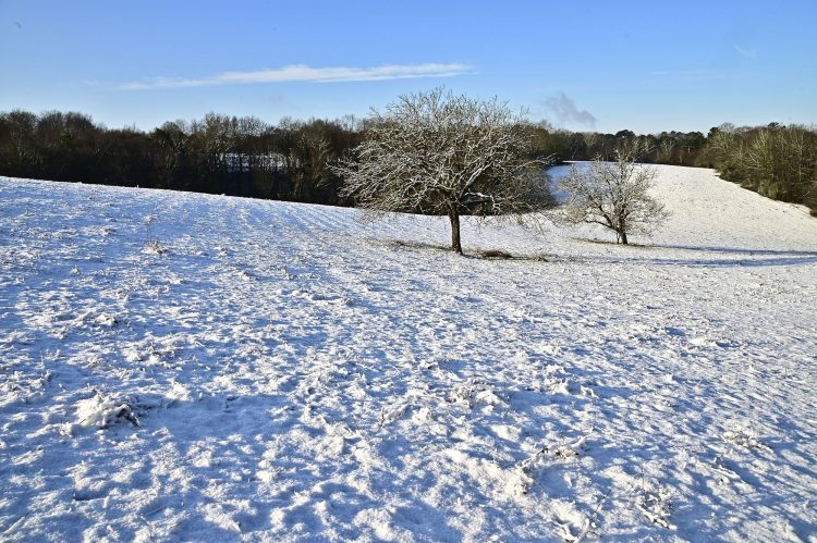 Arbre Saisons Journée Météo Nuit d'été Hiver Printemps Neige Givre
