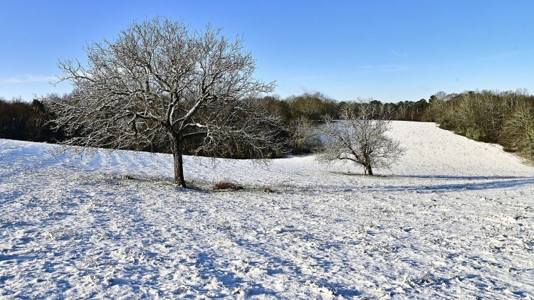Arbre Saisons Journée Météo Nuit d'été Hiver Printemps Neige Givre