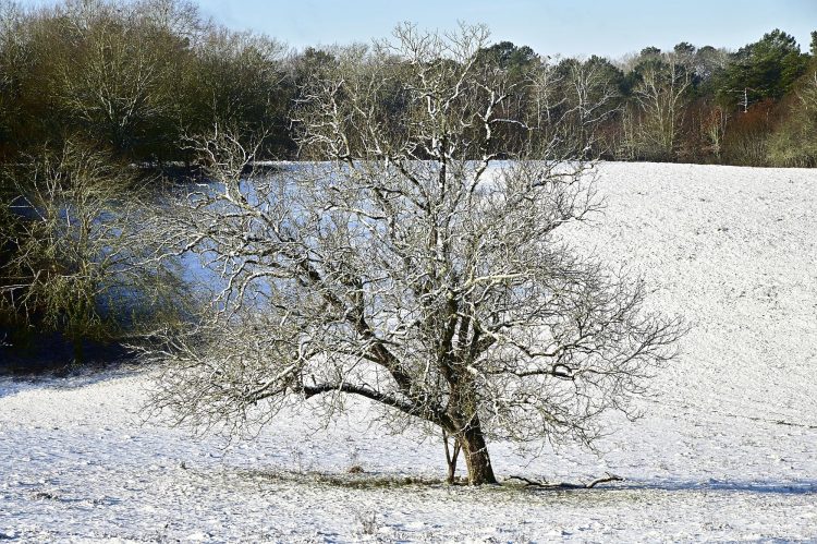 Arbre Saisons Journée Météo Nuit d'été Hiver Printemps Neige Givre