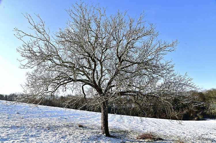 Arbre Saisons Journée Météo Nuit d'été Hiver Printemps Neige Givre