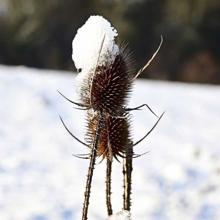 Arbre Saisons Journée Météo Nuit d'été Hiver Printemps Neige Givre