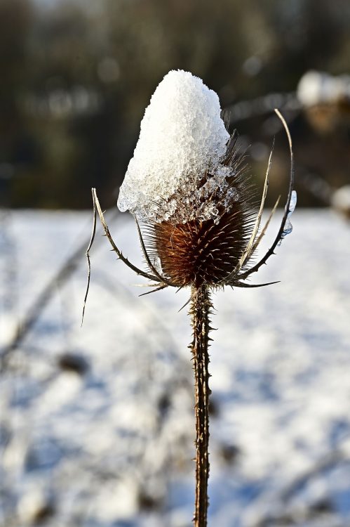 Arbre Saisons Journée Météo Nuit d'été Hiver Printemps Neige Givre