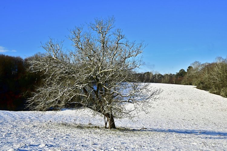 Arbre Saisons Journée Météo Nuit d'été Hiver Printemps Neige Givre