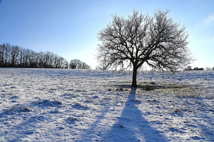 Arbre Saisons Journée Météo Nuit d'été Hiver Printemps Neige Givre