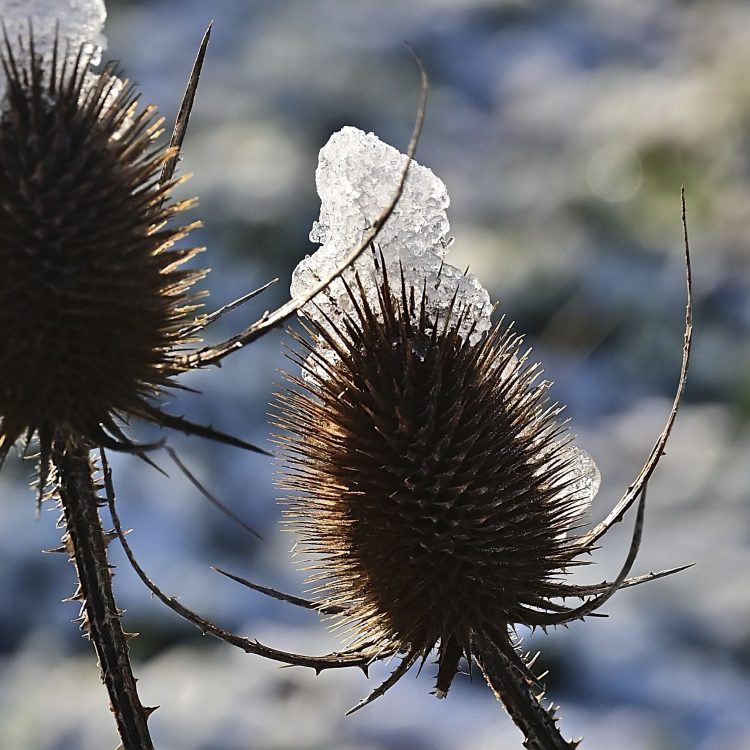 Arbre Saisons Journée Météo Nuit d'été Hiver Printemps Neige Givre
