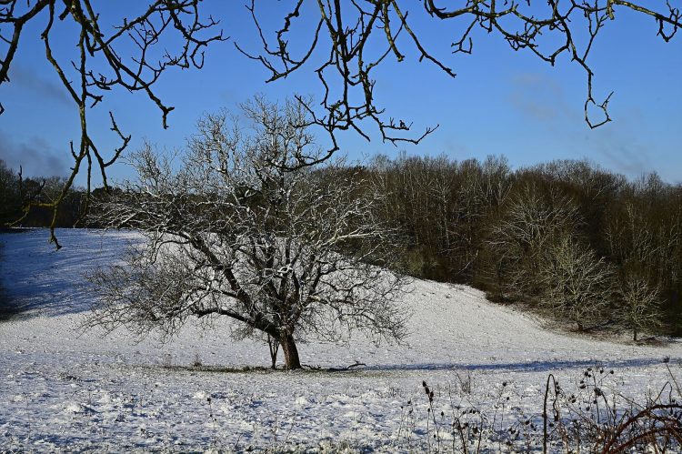 Arbre Saisons Journée Météo Nuit d'été Hiver Printemps Neige Givre