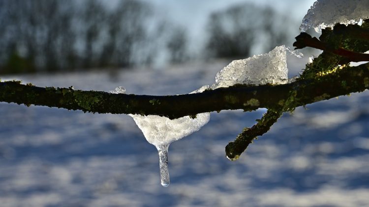 Arbre Saisons Journée Météo Nuit d'été Hiver Printemps Neige Givre