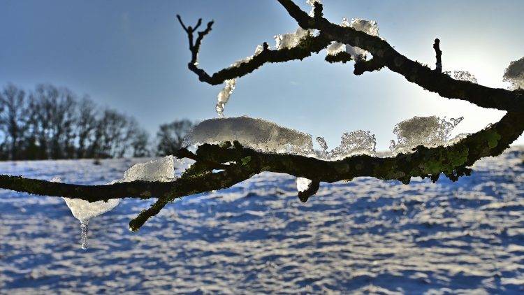 Arbre Saisons Journée Météo Nuit d'été Hiver Printemps Neige Givre