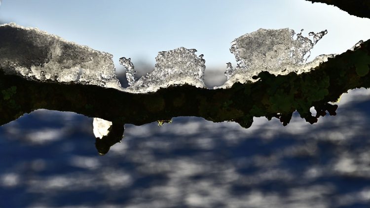 Arbre Saisons Journée Météo Nuit d'été Hiver Printemps Neige Givre