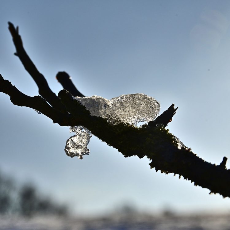Arbre Saisons Journée Météo Nuit d'été Hiver Printemps Neige Givre
