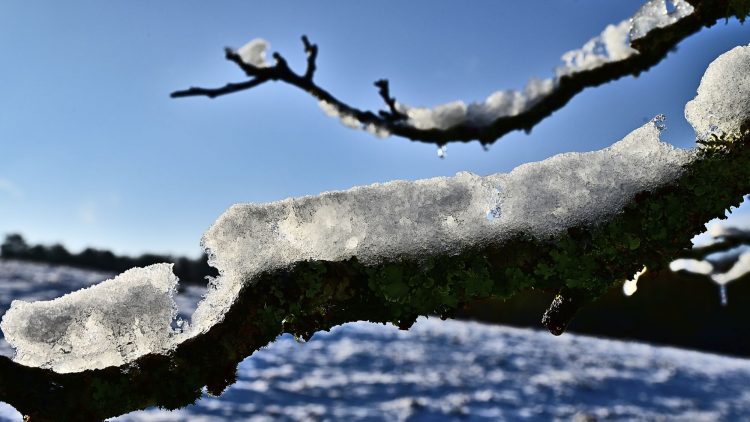 Arbre Saisons Journée Météo Nuit d'été Hiver Printemps Neige Givre