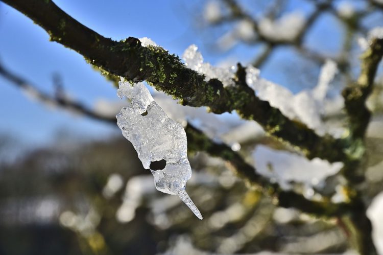 Arbre Saisons Journée Météo Nuit d'été Hiver Printemps Neige Givre