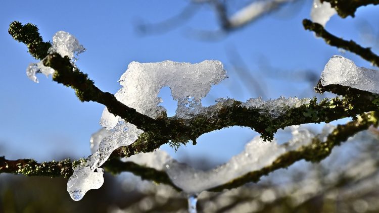 Arbre Saisons Journée Météo Nuit d'été Hiver Printemps Neige Givre