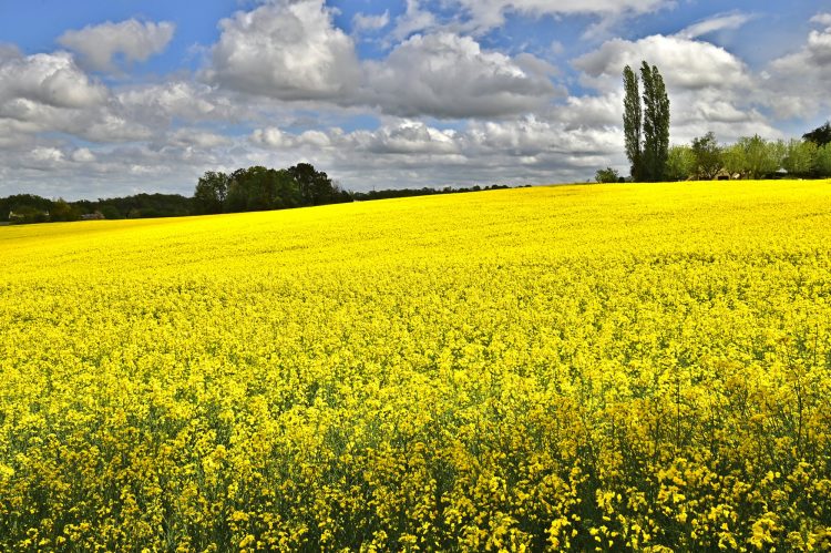 Colza près d'Agonac