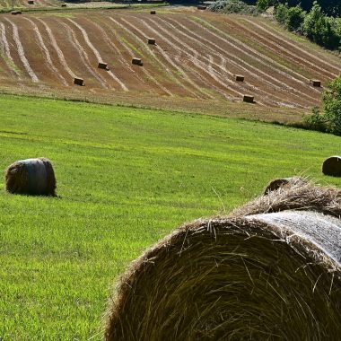 Champ à Champcevinel