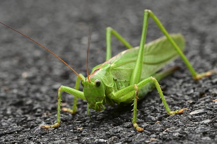 Grande sauterelle verte