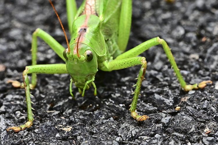 Grande sauterelle verte