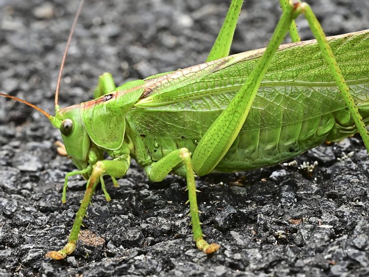 Grande sauterelle verte