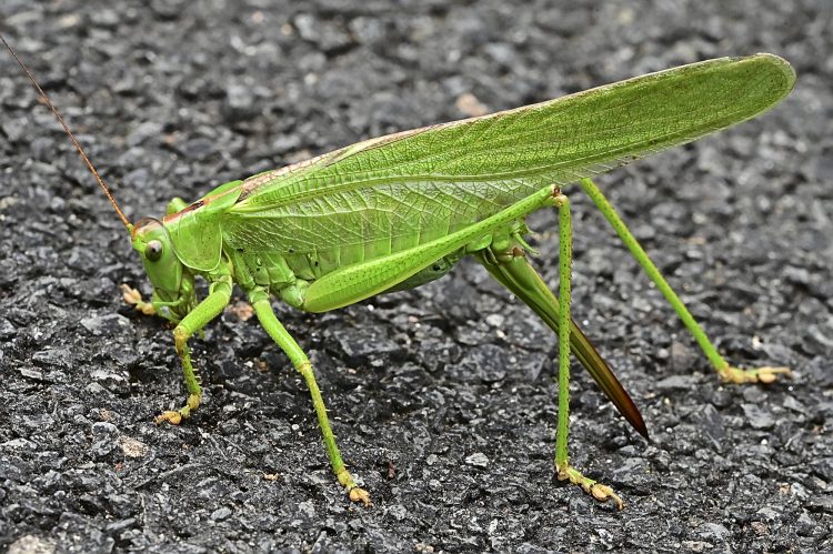 Grande sauterelle verte