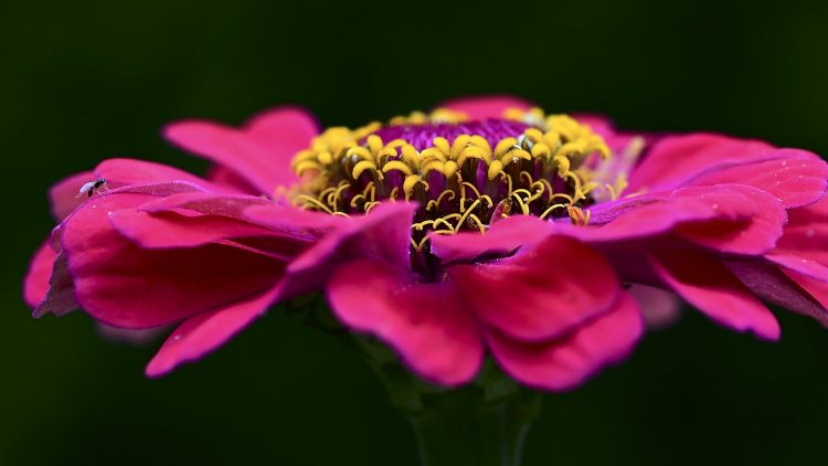 Moucheron sur une fleur de zinnia