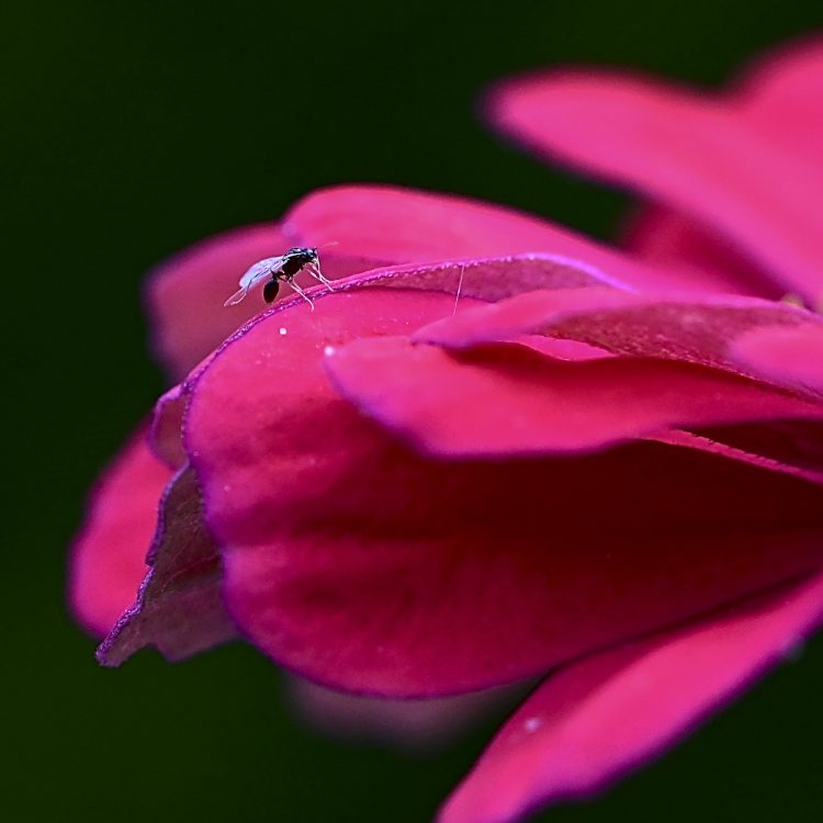 Moucheron sur une fleur de zinnia