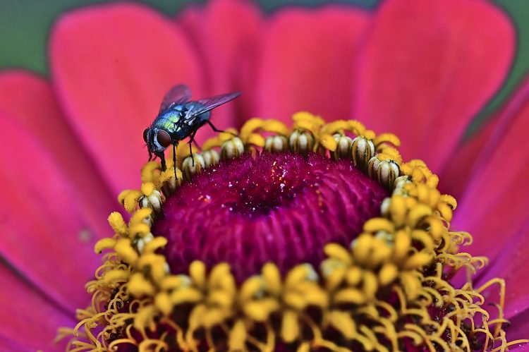 Lucilie soyeuse sur une fleur de Zinnia