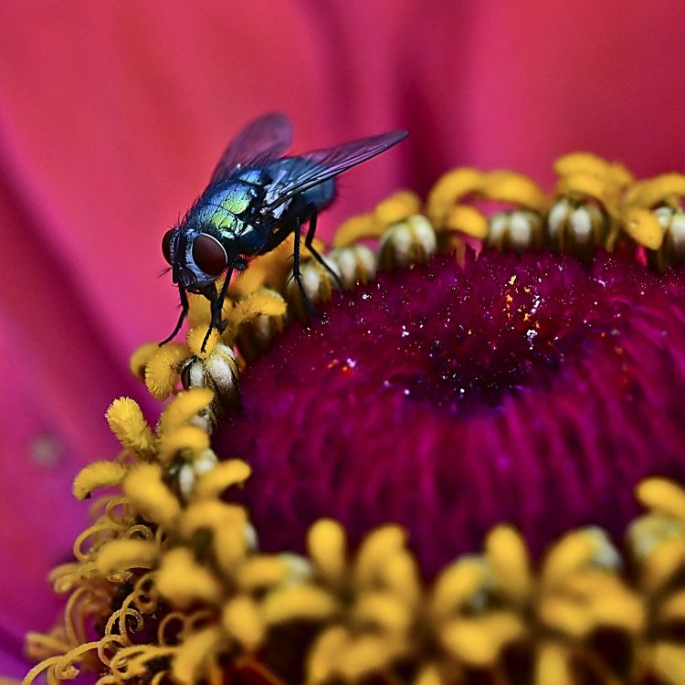 Lucilie soyeuse sur une fleur de Zinnia