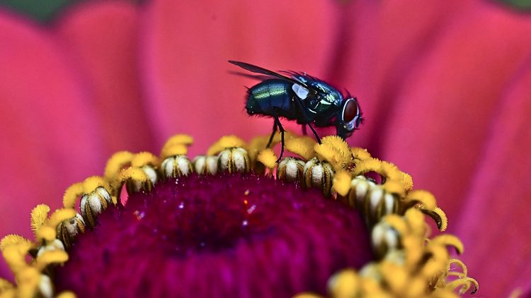 Lucilie soyeuse sur une fleur de Zinnia