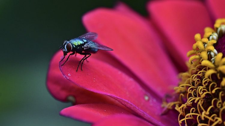 Lucilie soyeuse sur une fleur de Zinnia
