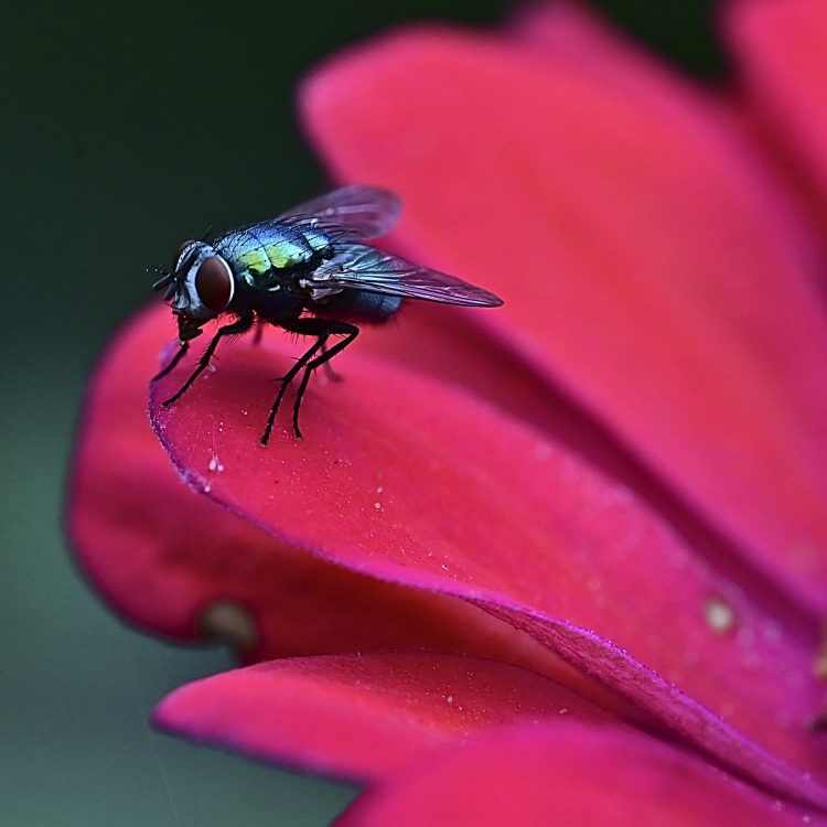 Lucilie soyeuse sur une fleur de Zinnia