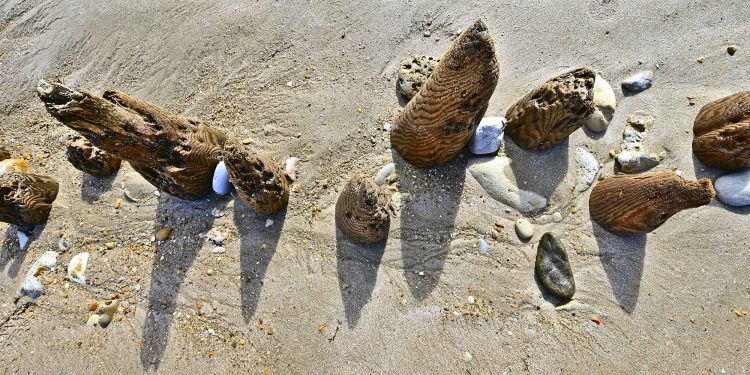 Paysages Île d'Oléron