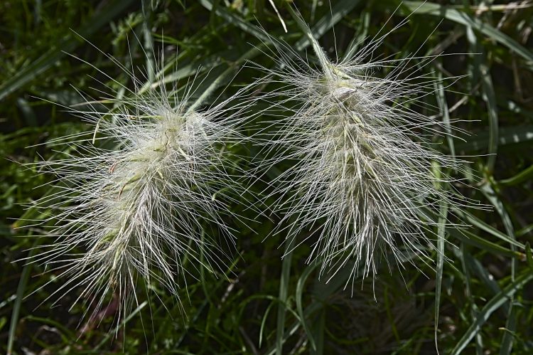 Île dOléron, Tempête, Vagues, Lumières, Ecume, Goéland