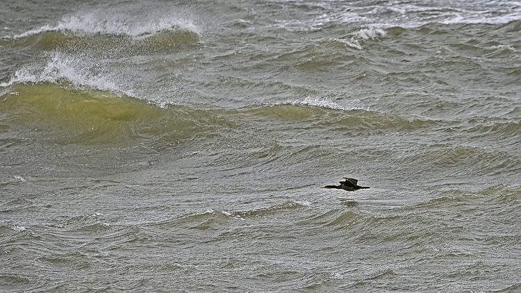 Île dOléron, Tempête, Vagues, Lumières, Ecume, Goéland