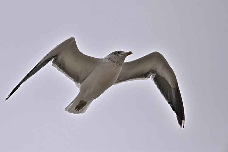 Île dOléron, Tempête, Vagues, Lumières, Ecume, Goéland