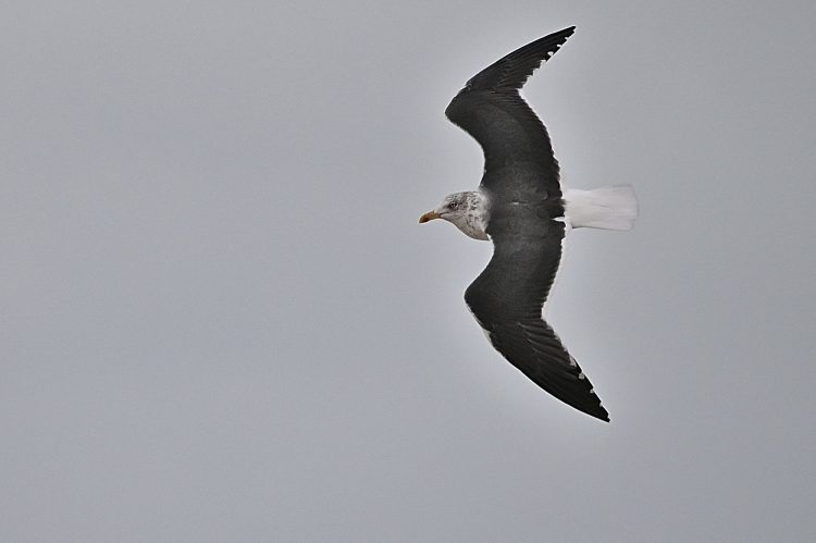 Île dOléron, Tempête, Vagues, Lumières, Ecume, Goéland