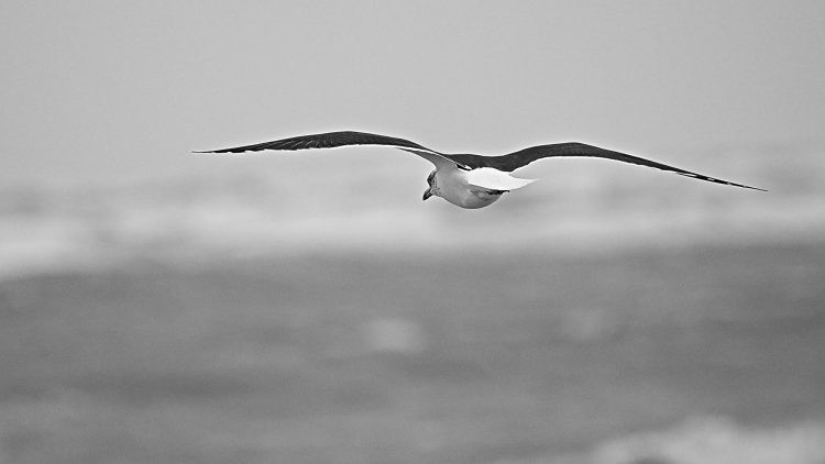 Île dOléron, Tempête, Vagues, Lumières, Ecume, Goéland