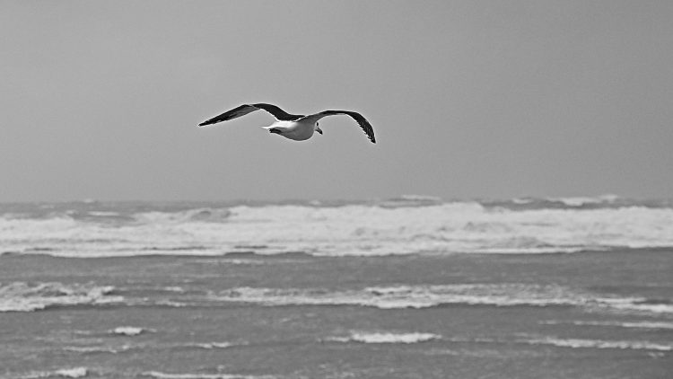 Île dOléron, Tempête, Vagues, Lumières, Ecume, Goéland