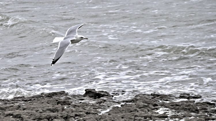 Île dOléron, Tempête, Vagues, Lumières, Ecume, Goéland