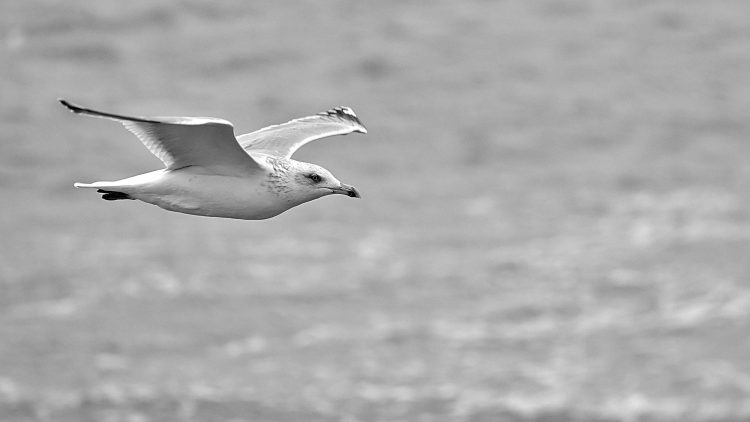 Île dOléron, Tempête, Vagues, Lumières, Ecume, Goéland