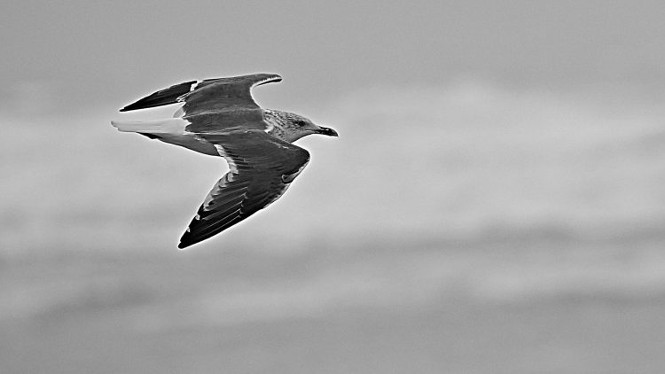 Île dOléron, Tempête, Vagues, Lumières, Ecume, Goéland