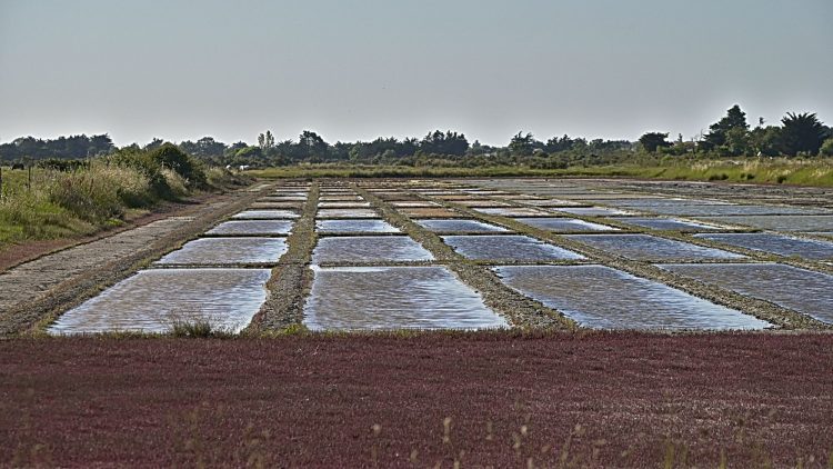 Marais salant - Île d'Oléron - Ultra Grand Angle