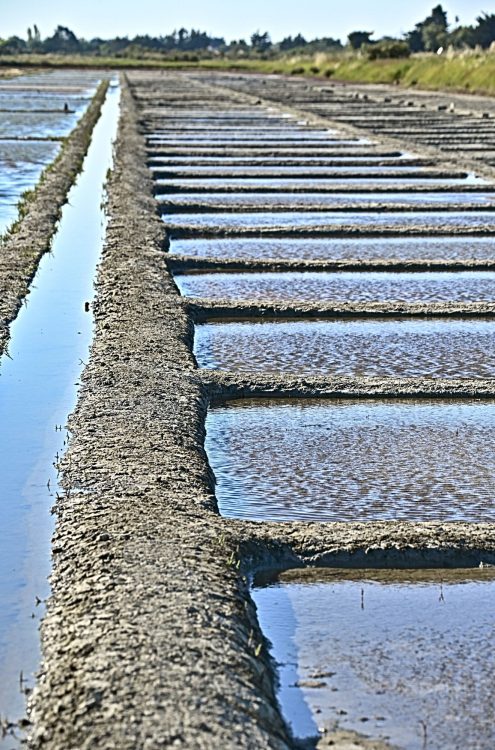 Marais salant - Île d'Oléron - Ultra Grand Angle